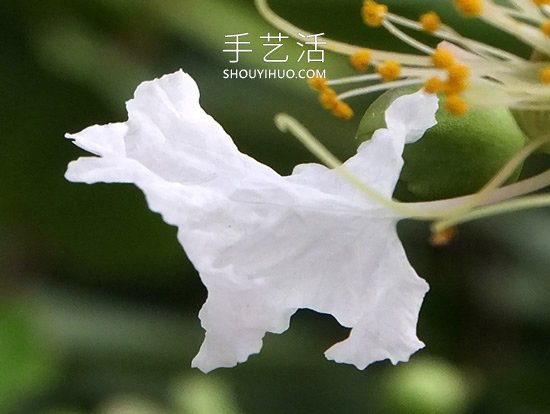 花儿还可以这样玩!创意让花儿变得这么有趣(图7) 花儿还可以这样玩!创意让花儿变得这么有趣(图7)