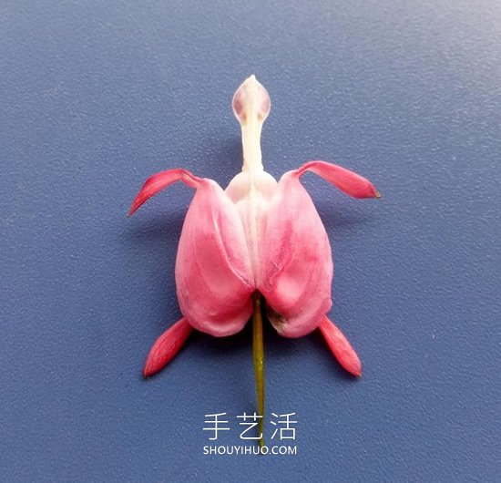 花儿还可以这样玩！创意让花儿变得这么有趣 - 诺云双维造物网