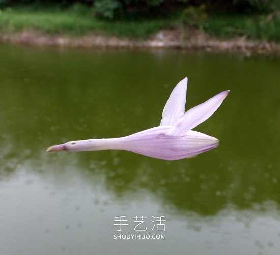 花儿还可以这样玩!创意让花儿变得这么有趣(图5) 花儿还可以这样玩!创意让花儿变得这么有趣(图5)