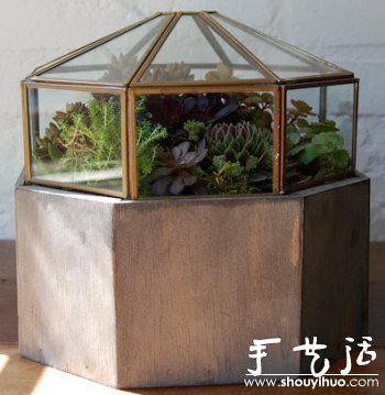 DIY玻璃植物盒(图2) DIY玻璃植物盒(图2)