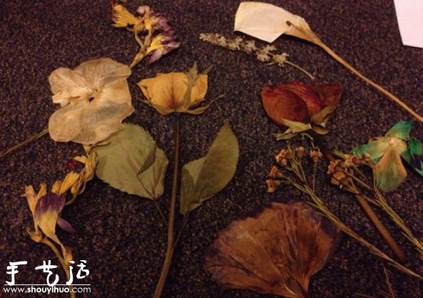 DIY干花裱框标本，干花裱框标本制作方法(图2)