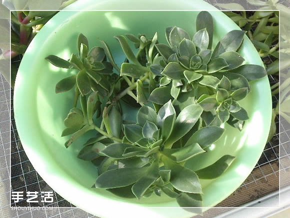 镜框改造多肉植物花盆 创意多肉花盆DIY方法(图11)
