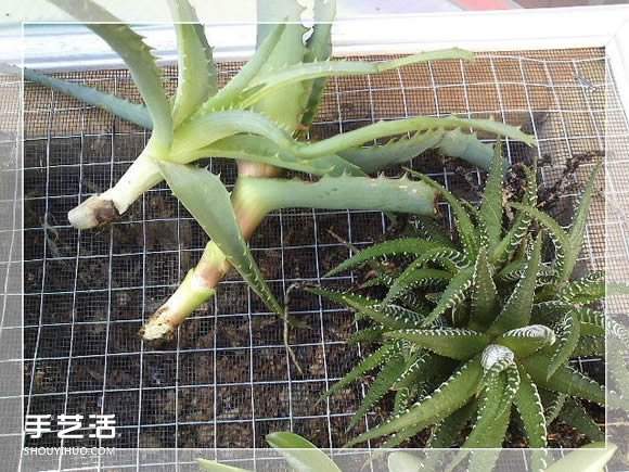 镜框改造多肉植物花盆 创意多肉花盆DIY方法(图13)