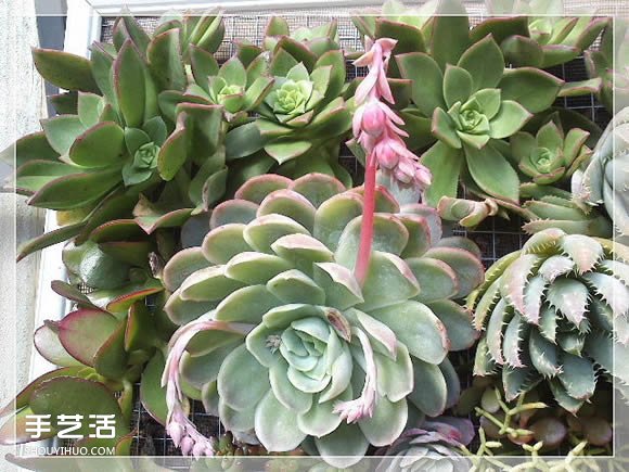 镜框改造多肉植物花盆 创意多肉花盆DIY方法(图16)