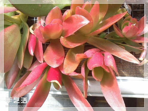 镜框改造多肉植物花盆 创意多肉花盆DIY方法(图17)