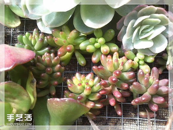 镜框改造多肉植物花盆 创意多肉花盆DIY方法(图18)