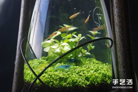 煤油灯改造成水族箱 当然也可以拿来种盆栽(图3) 煤油灯改造成水族箱 当然也可以拿来种盆栽(图3)