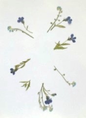 押花手工DIY方法(图3) 押花手工DIY方法(图3)