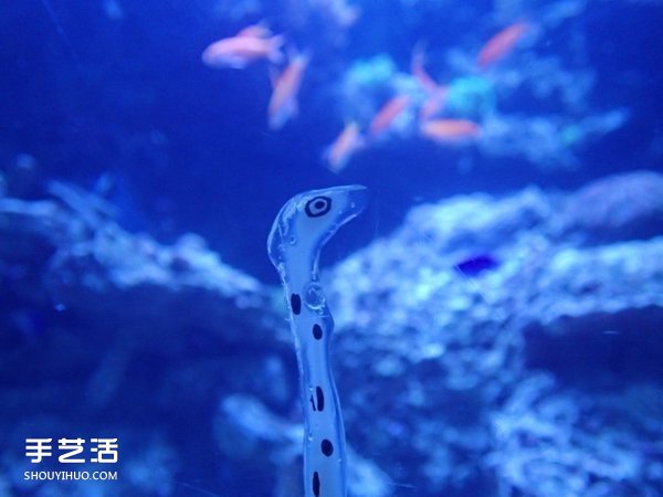 创意DIY:如何用强力胶自制花园鳗的方法(图8) 创意DIY:如何用强力胶自制花园鳗的方法(图8)