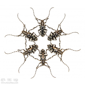 犹如宝石般斑斓夺目的昆虫标本(图2)