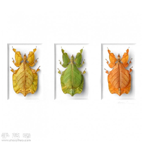 犹如宝石般斑斓夺目的昆虫标本(图4)