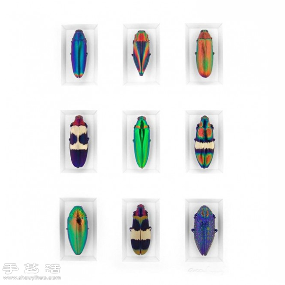犹如宝石般斑斓夺目的昆虫标本(图6)