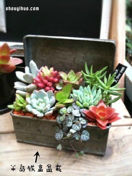 废物利用创意花盆盆栽DIY(图3) 废物利用创意花盆盆栽DIY(图3)