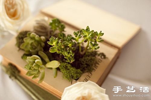 废品利用:12个废物利用小技巧DIY创意盆栽(图6) 废品利用:12个废物利用小技巧DIY创意盆栽(图6)