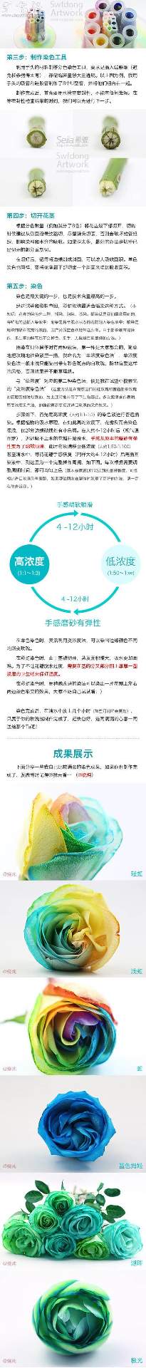 白玫瑰制作彩虹玫瑰的DIY教程(图2)