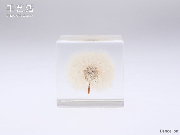 吉村紘一的树脂标本方块 将大自然封于小宇宙(图3) 吉村紘一的树脂标本方块 将大自然封于小宇宙(图3)