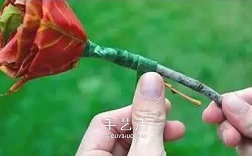 落叶制作玫瑰花图解 枫叶玫瑰花的做法步骤(图8) 落叶制作玫瑰花图解 枫叶玫瑰花的做法步骤(图8)
