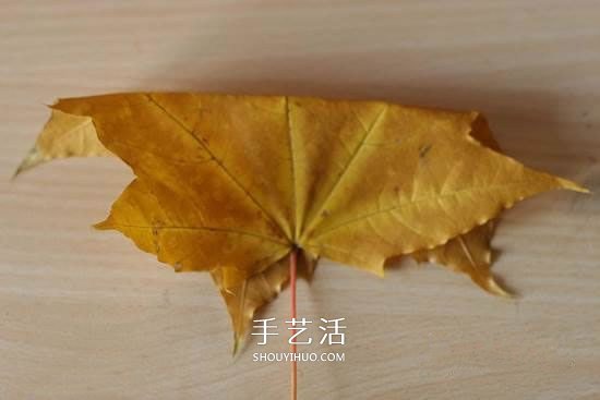 枫叶怎么做玫瑰花教程 简单枫叶玫瑰DIY方法(图2) 枫叶怎么做玫瑰花教程 简单枫叶玫瑰DIY方法(图2)