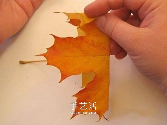 枫叶手工制作玫瑰花苞 树叶玫瑰花苞的做法(图2) 枫叶手工制作玫瑰花苞 树叶玫瑰花苞的做法(图2)