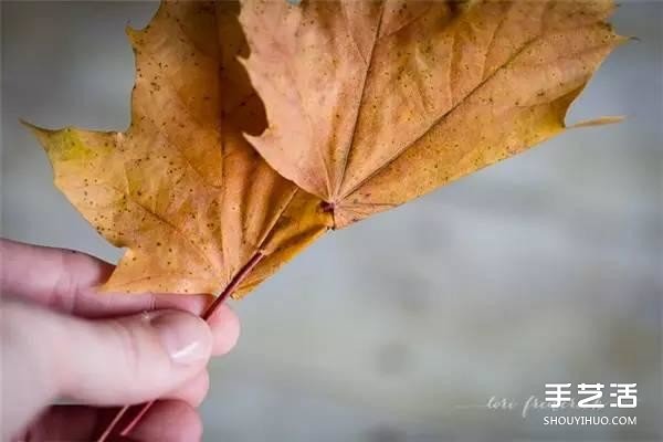 树叶皇冠的做法图片 手工枫叶皇冠制作方法(图4) 树叶皇冠的做法图片 手工枫叶皇冠制作方法(图4)